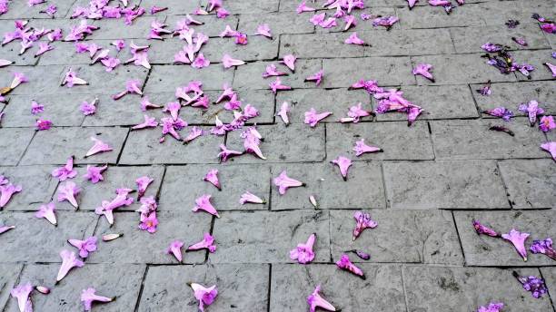 istock Flowers on the ground 2162312141