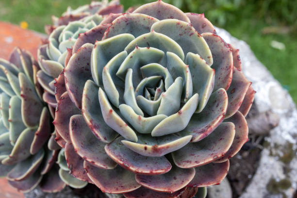 istock The Mexican snow ball (Echeveria elegans) - sick (spots) 2162313130