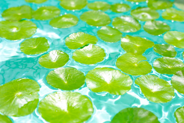 istock Centella asiatica in blue water 2162313510