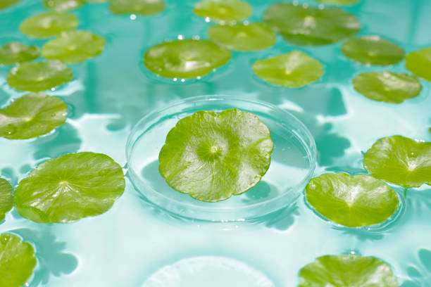 istock Centella asiatica in blue water 2162313515