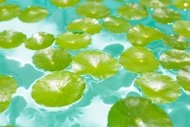 istock Centella asiatica in blue water 2162313517