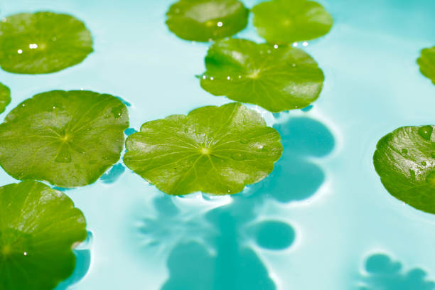 istock Centella asiatica in blue water 2162314288
