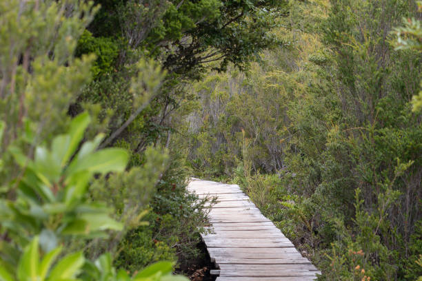 A view of the interior of the chiloe national park