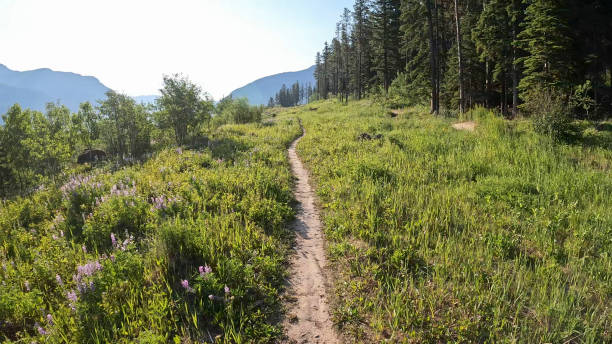 istock Narrow trail leading across mountain meadow 2162318356