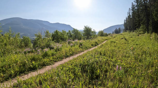 istock Narrow trail leading across mountain meadow 2162318468