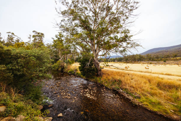 istock Lonnavale Landscape in Tasmania Australia 2162320098