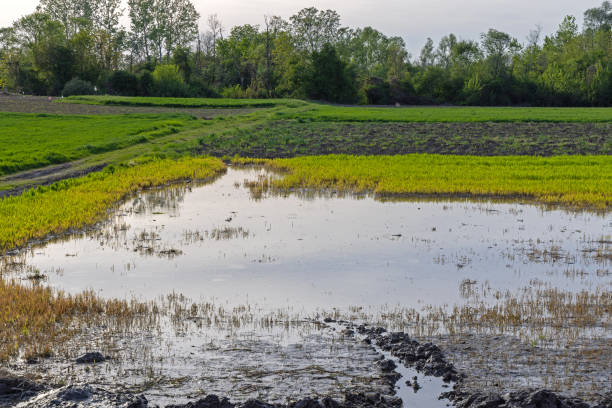 istock Agriculture Field Floods 2162320153