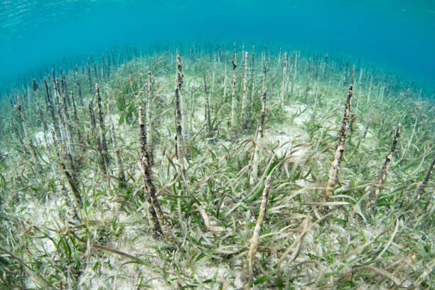 istock A Beautiful Mangrove Forest Grows in Indonesia 2162320327