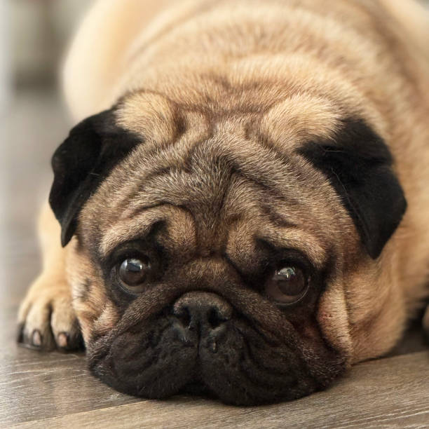 istock A pug with a sad look. Wrinkled dog 2162322080