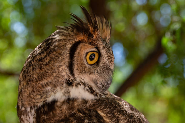 Great horned owl looking to one side against green background