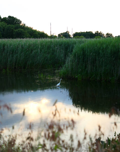 View of a bird perched in a swamp during sunset along a river