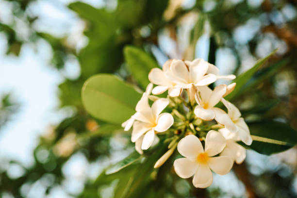 Beautiful Frangipani blossoms. Asian foliage.