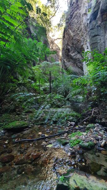 istock Ward's Canyon in Carnarvon Gorge 2162330949