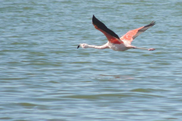 istock Pink flamingo 2162331154