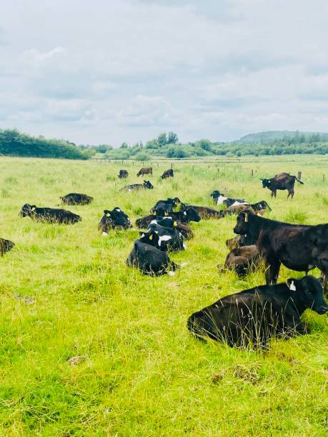 istock A group of cows grazing grass 2162331219