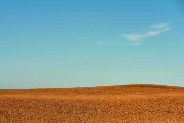 A photo of a vibrant country field in harvest at sunset