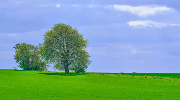 istock Green fields and blue skies 2162332381