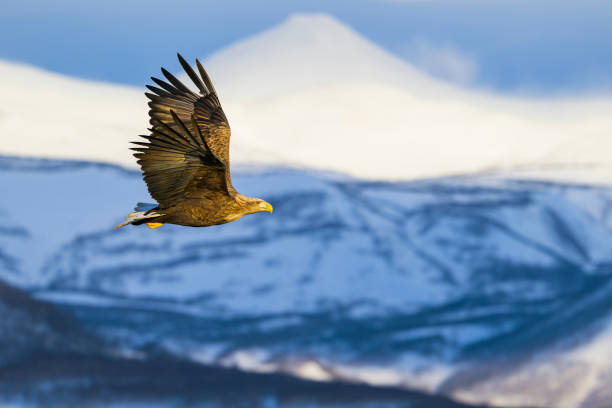 istock White-tailed eagle flight and mountain of Shiretoko 2162334940