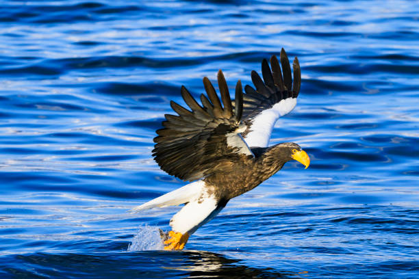 istock Steller's sea eagle catching its prey 2162334941