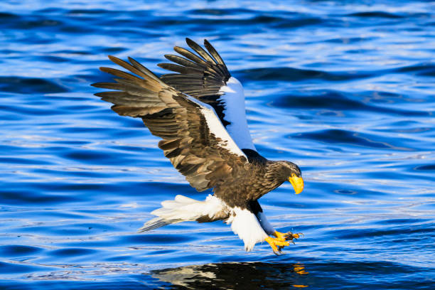istock Steller's sea eagle pounces on its prey 2162334944