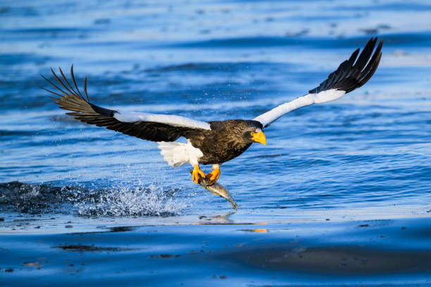istock Steller's sea eagle catching its prey 2162334981