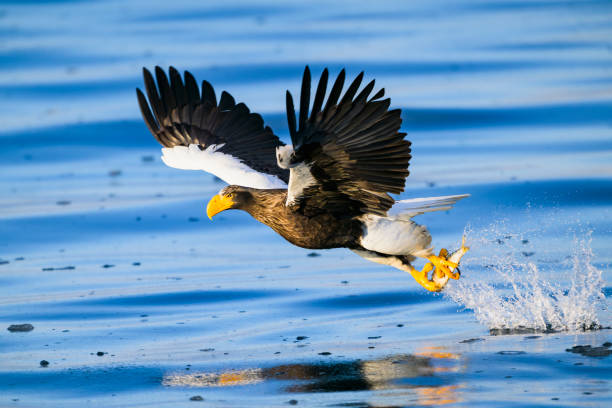 Steller's sea eagle catching its prey