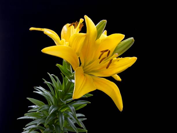 A close up studio photo of yellow lilies backlit.