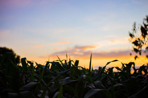 View of the sun setting in a corn field
