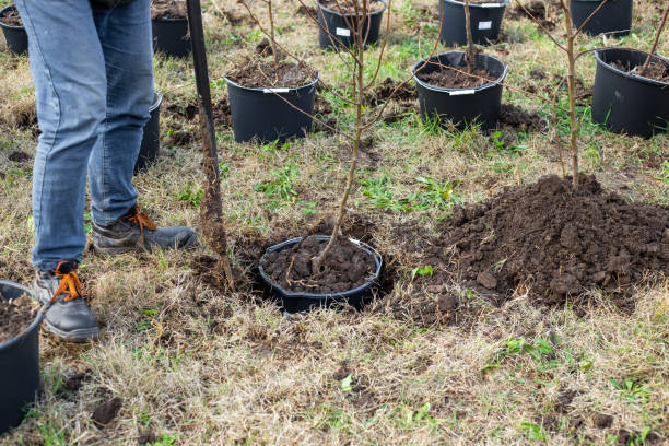 istock man plants a container with a fruit tree in the ground. Growing a garden nursery 2162337504