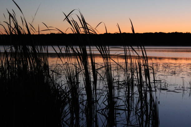 A stand of cattails during a sunrise over a MN lake.