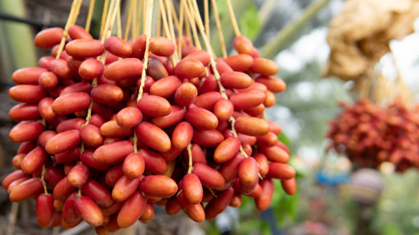 istock Date palm plantation agriculture background 2162340487