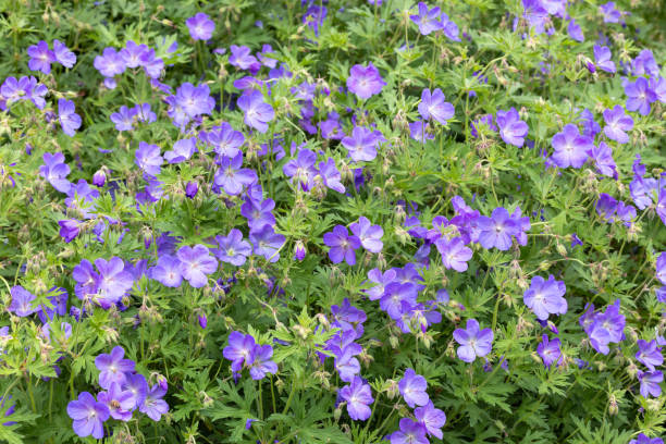 istock Geranium Johnson's Blue flowers in the garden. 2162341071