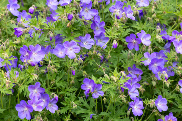 istock Geranium Johnson's Blue flowers in the garden. 2162341088