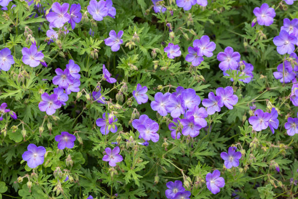 istock Geranium Johnson's Blue flowers in the garden. 2162341094