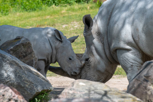 istock Mother and baby rhino bonding 2162341705