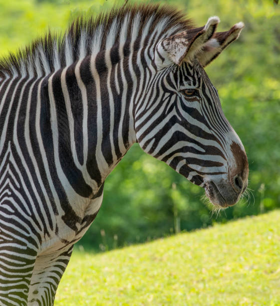 Close up of a zebras face greenery background