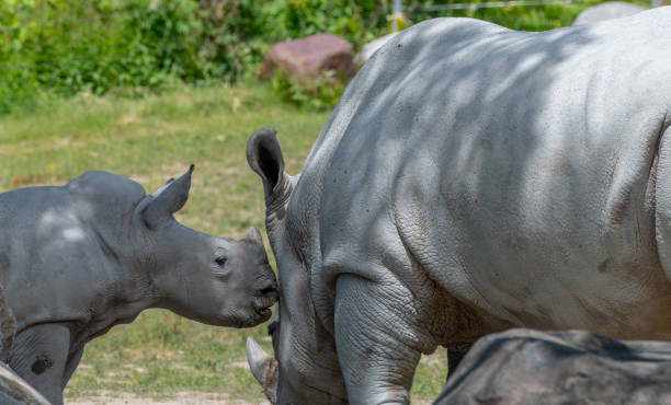 istock Mother and baby rhino affection 2162341713