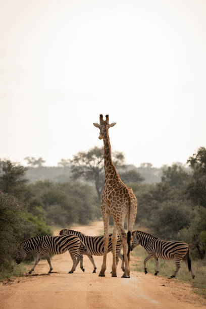 istock Zebras in the wild 2162343771