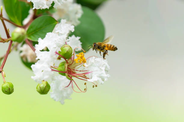 Flower and insect background material