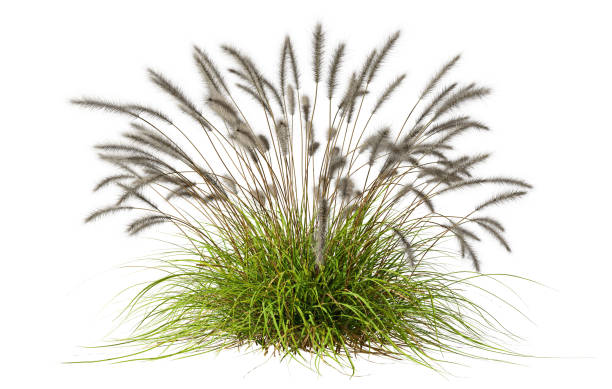 istock Isolate feather grass fresh bush nature on backgrounds 3d rendering illustration 2162345635