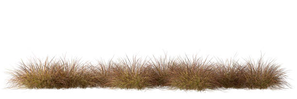 istock Isolated savanna grass field row on white backgrounds 3d rendering 2162345636