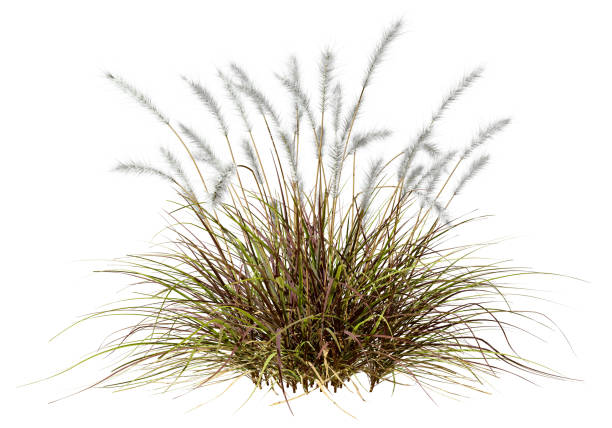 istock Isolate white feather overgrown grass cut out white backgrounds 3d illustration 2162345639