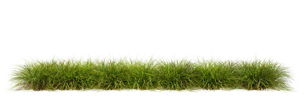 istock Meadow grass row prairie cutout white background 3d rendering 2162345642