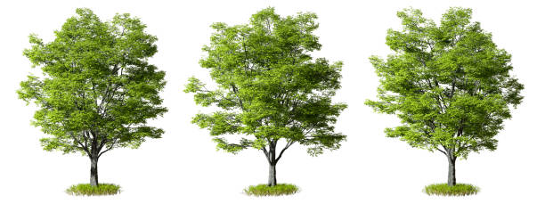 istock Greenery forest trees shapes set isolated white backgrounds 3d rendering 2162345645