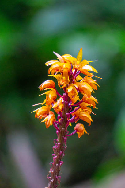 Brown birds nest orchids (Neottia nidus-avis) in the forest.