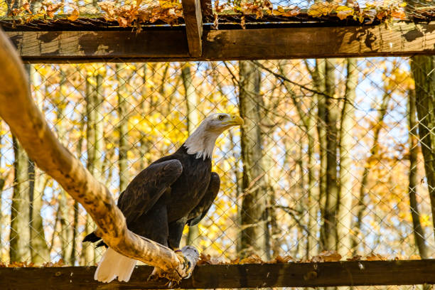 Bald eagle (Haliaeetus leucocephalus). Bird of prey in cage