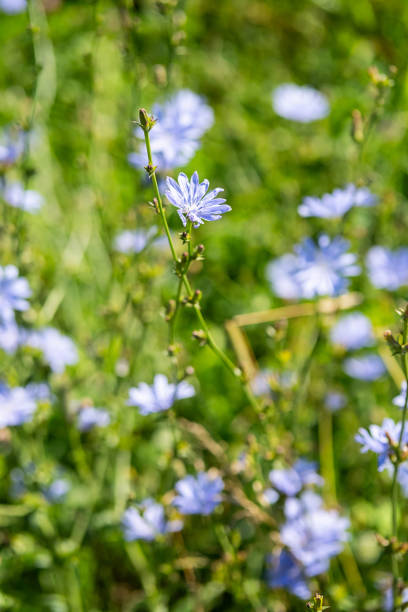 Chicory flower growing in the meadow.