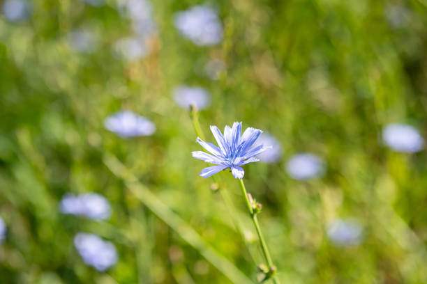 Chicory flower growing in the meadow.