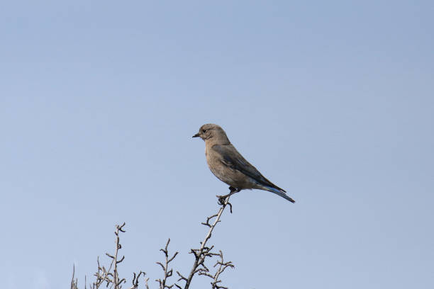 Mountain Bluebird (female) (sialia currucoides) perched at the top of a shrub