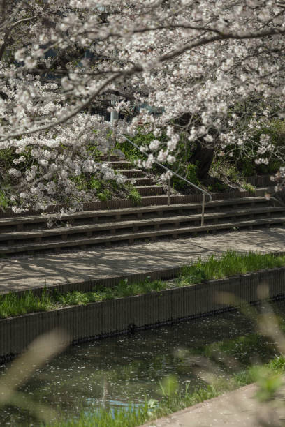 istock Cherry blossoms in full bloom along the Meguro River 2162352689